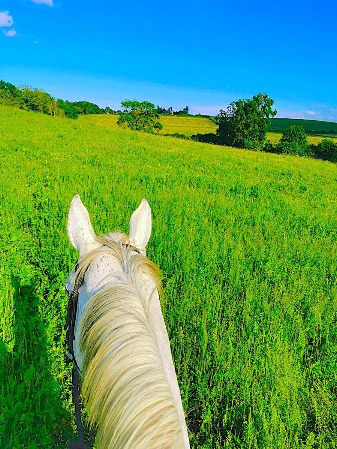 Fabuleux - Domaine Du Moulin D'Andraut Bordeaux-Chevaux-Golf-St Emilion Villa Montussan Ngoại thất bức ảnh